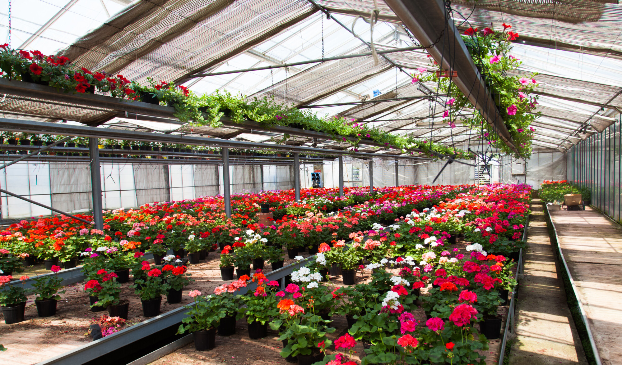 Indoor shot of a greenhouse full of flowers riscaldare la serra